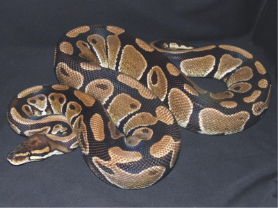 Королевский питон (Python regius)